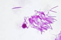Grenouille - Spermatozoïdes x200